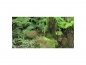 Preview: Photo Background - jungle - 40x30